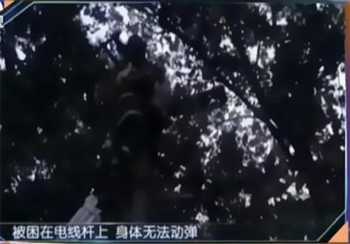 珠江電纜快訊|男子觸電被困，家屬怒斥消防員“帶電也得救”！
